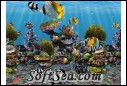 3D Fish School Screen Saver